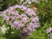 Drypis spinosa Linné, 1953 - Dorn-Nelke, planinski mekinjak. Fundort: Otok Pag. Heilpflanze