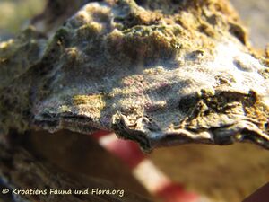 CalpNob Vir 120731 601.jpg