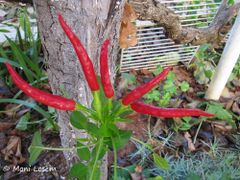 Lange Chilischote, Vir 09/2011