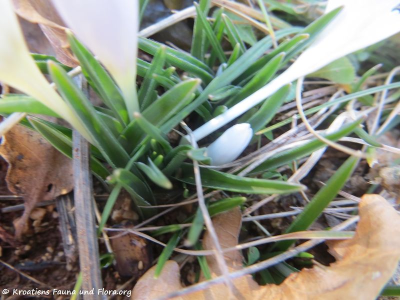 Datei:Colchicum cupanii Gussone, 1827 Pola 190115 0025 k.jpg