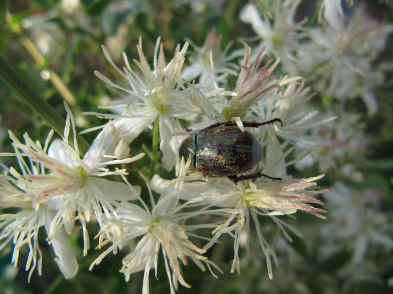 Datei:Hoplia argentea Poda, 1761 Kar 140705 4882.jpg