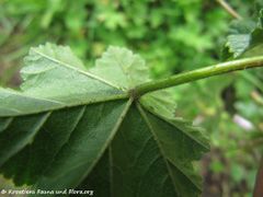 Unterseite , Heselbach 10/2014