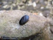 Mytilaster minimus Poli, 1795 - Zwerg-Miesmuschel, dagnjica, Fundort: Otok Vir 09/2012, Meerestier, Gefährdetes Tier