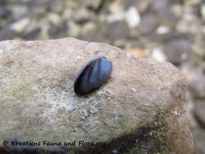 Mytilaster minimus Poli, 1795 Vir 120905 1818.jpg