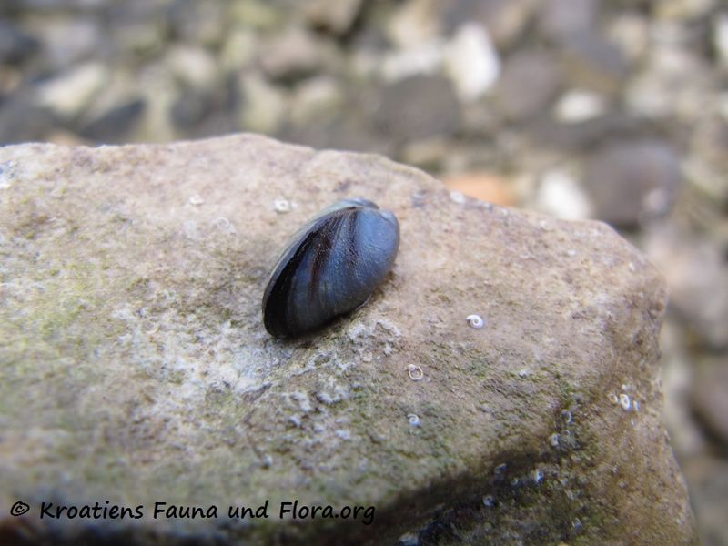 Datei:Mytilaster minimus Poli, 1795 Vir 120905 1818.jpg