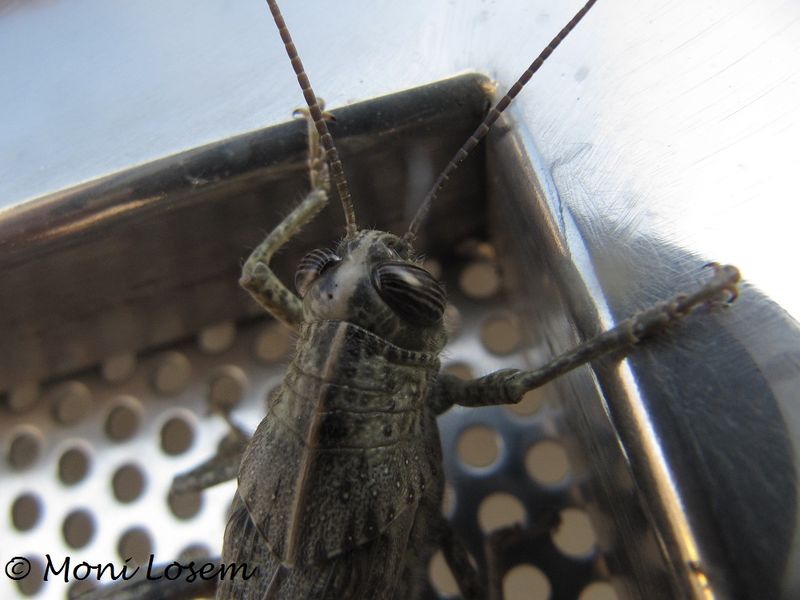 Datei:AnaAeg Lukovo Šugarje 131207 6993.jpg