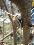 Die Schnecke kriecht einen Baum hoch und sondert klebrigen Schleim ab, Heselbach 04/2011