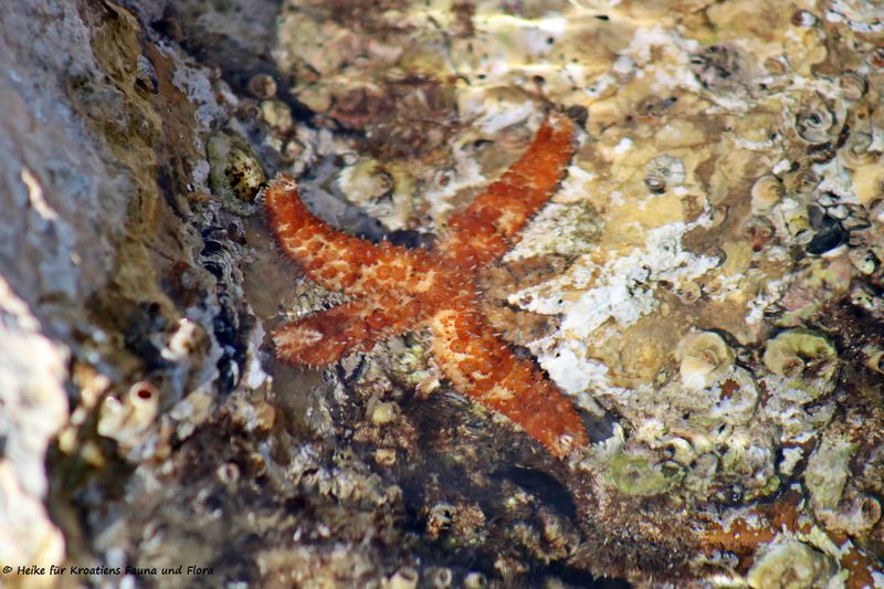 Datei:CosciTenui Mur 190121 Heike 3k.jpg