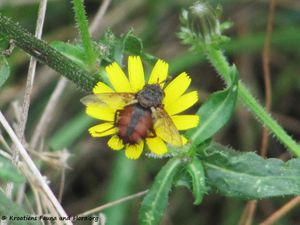 EctoCrass Vi 131102 5806d.jpg