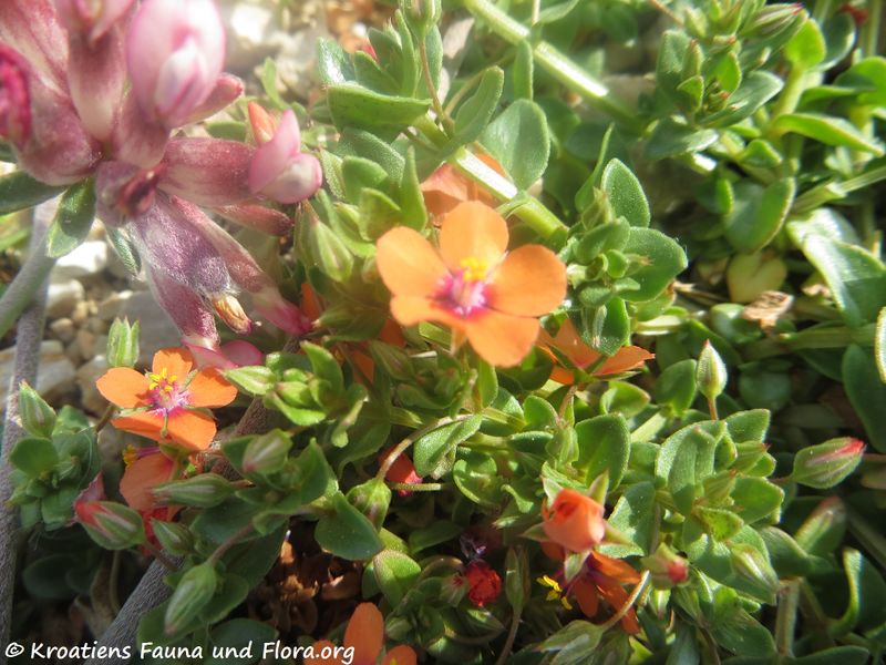 Datei:Lysimachia arvensis (L.) U.Manns & Anderb., 2009 Vir 200426 475.JPG