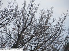 Winter, Polača 03/2018