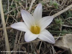 Weiße Variante, Vir 03/2013