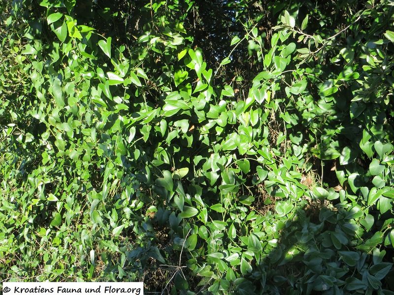 Datei:Smilax aspera Linné, 1753 Vir 121230 4288.jpg