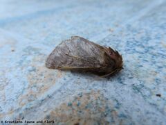 ♂ , Otok Vir 08/2020