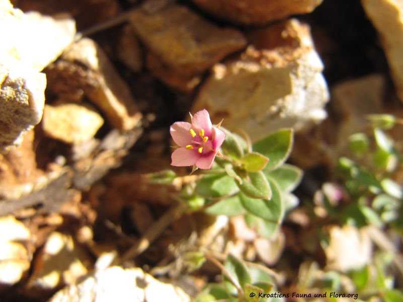 Datei:Anagallis arvensis Linné, 1753 Vir 150527 1088.jpg