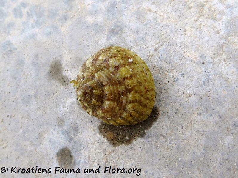 Datei:Gibbula fanulum Gmelin, 1791 Vrsi 190808 1294.jpg