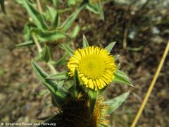 Stara Novalja 06/2018