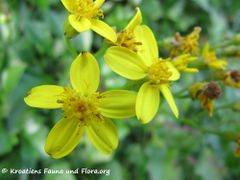 Einzelblüte, Otok Vir 12/2015