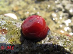 Habitus, Vir 05/2014