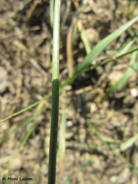 Datei:Allium scorodoprasum Linné, 1753, Viech 120724 551.jpg