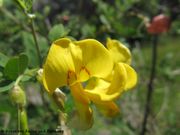 Colutea arborescens Linné, 1753 - Gelber Blasenstrauch, drvolika pucalina. Fundort: Magistrala 05/2013, Giftpflanze , Zierpflanze