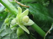 Echinocystis lobata (Michaux) Torrey & A.Gray, 1840 - Igel-Gurke, uljna bučica. Fundort: Bokanjac 10/2015, Giftpflanze , Heilpflanze, Zierpflanze, Invasive Pflanze