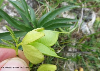 HellMulti Mušk 170421 7145.jpg