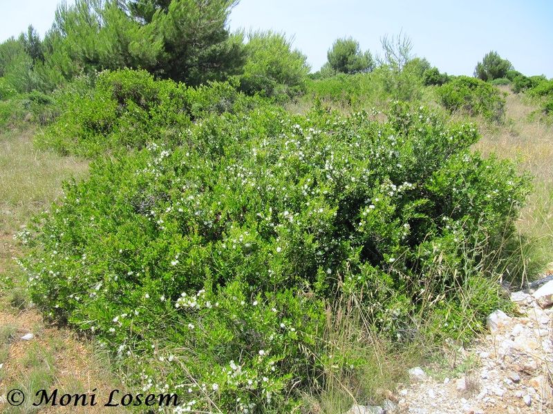 Datei:Myrtus communis Linné, 1753 Vir 140623 4256.jpg