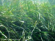 Posidonia oceanica (L.) Delile, 1813 - Neptungras, oceanski porost. Fundort: Vir 06/2012, Streng geschützte Pflanze, Gefährdete Pflanze, Endemische Pflanze