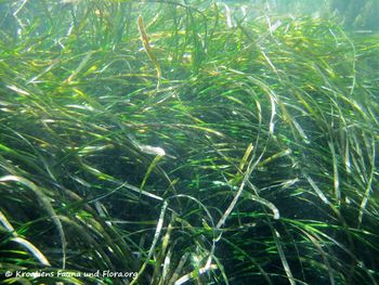 PosiOcea Vir 120607 1037.jpg