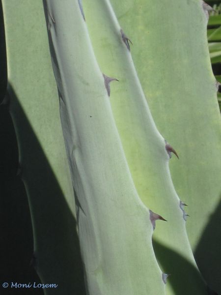 Datei:Agave americana Linné, 1753 Vir 110907 23.jpg
