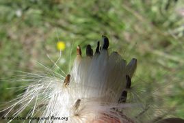 CardNu Samen Vir 140509 3053 d.jpg