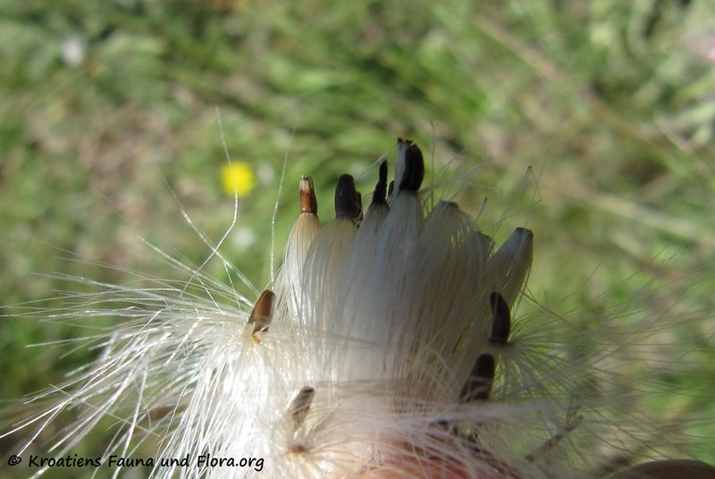 Datei:CardNu Samen Vir 140509 3053 d.jpg