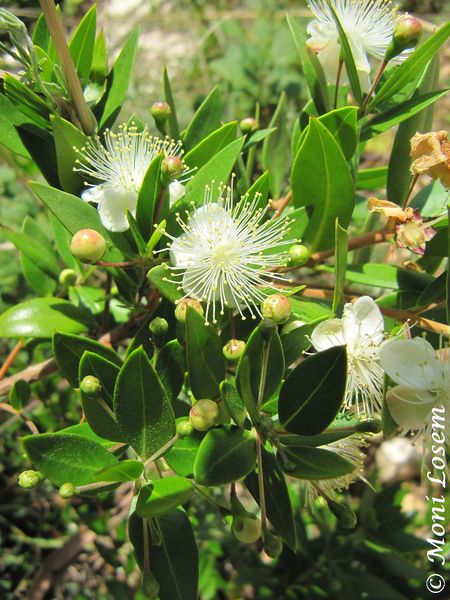 Datei:Myrtus communis Linné, 1753 Vir 140623 4253.jpg