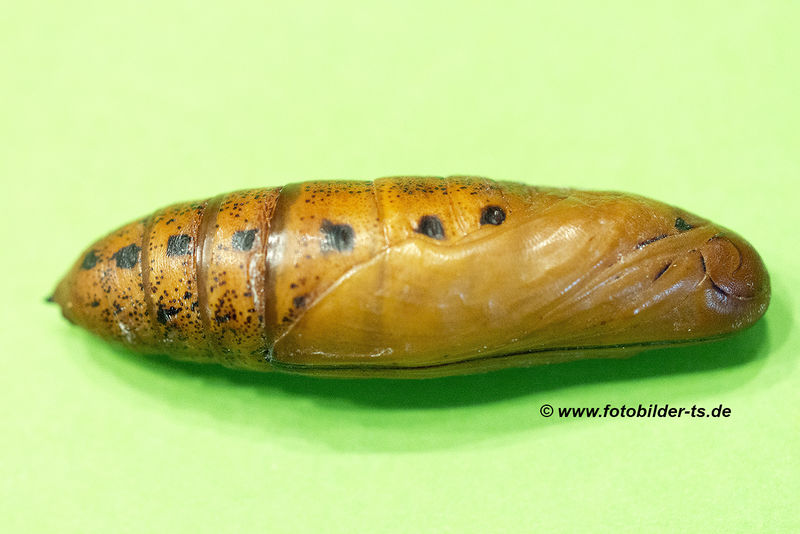 Datei:Daphnis nerii Linné, 1758 Th. Scharner 9.jpg