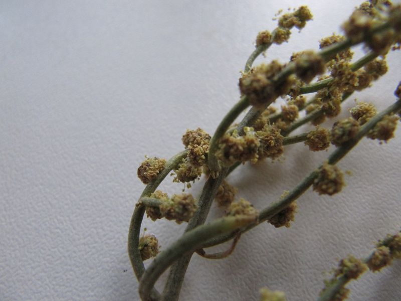 Datei:Hali port Vir 150825 1649.jpg