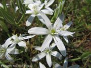 Ornithogalum umbellatum Linné, 1753 - Doldiger Milchstern, štitasto ptičje mlijeko. Fundort: Bakarac 05/2012, Giftpflanze , Heilpflanze