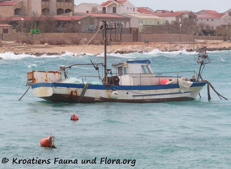 Datei:2301404 3729 Ražanac k.jpg