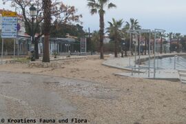 24.02.2024 - Monsieur Jugo übernimmt