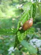 Waldrand Steinberg am See
