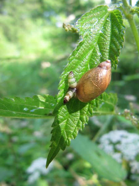 Datei:A Leuco para Stein See 130705 3034.jpg