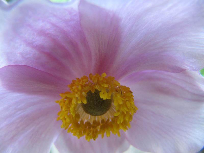 Datei:Ane hup TH 5 120726 559.jpg