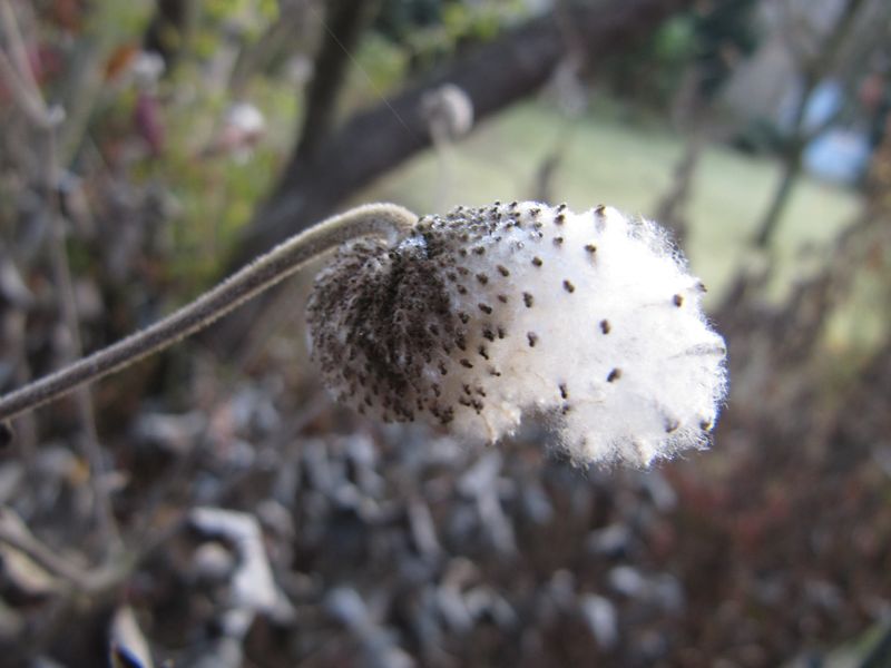 Datei:Ane hup TH 9 111114 09.jpg