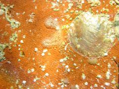 Auf einem Dachziegel, Vir 09/2012