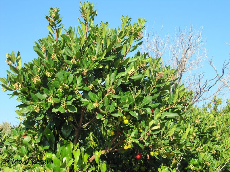 Datei:Arbutus unedo Linné, 1753 Vir 131001 4541.jpg