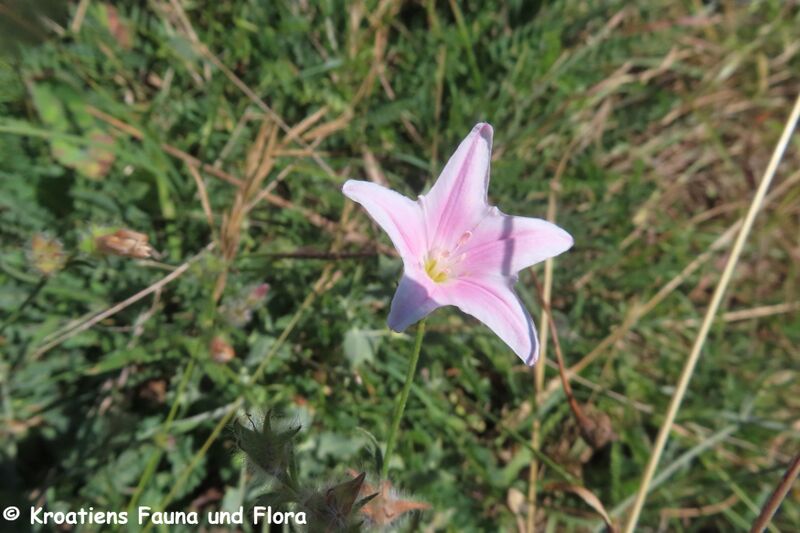 Datei:Convolvulus cantabrica Linné, 1753 Vir 240524 7991 K.JPG