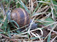 HeliLuc Vir 110630 43.jpg