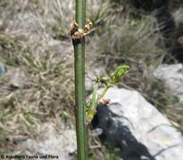 Stängel, Otok Vir 04/2018