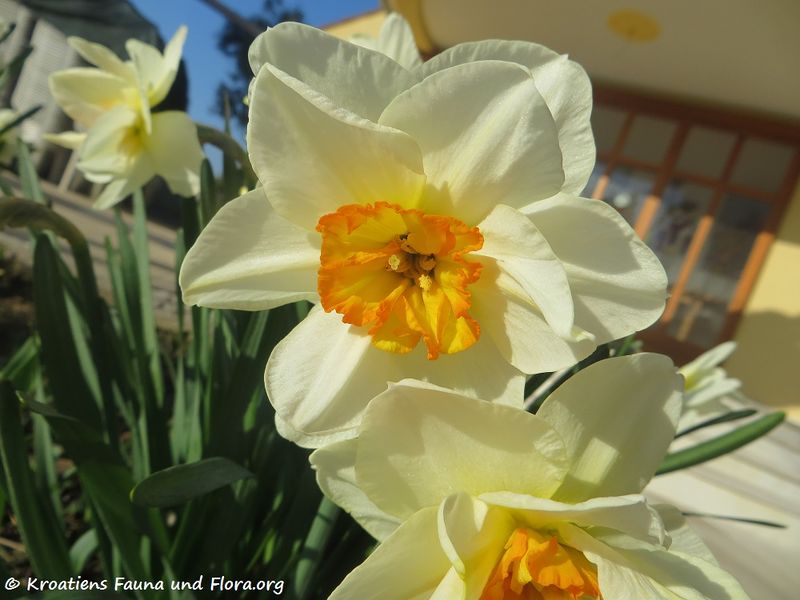 Datei:Narcissus pseudonarcissus Linné, 1758 Vir 170321 5952.jpg