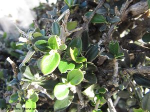 OleaEuropSylv Lun 121018 3625.jpg